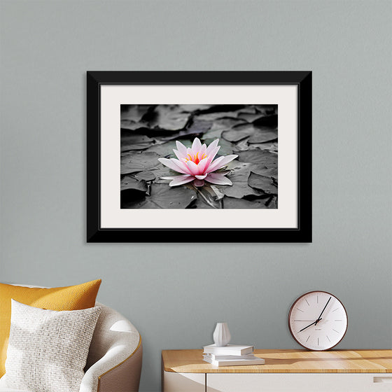 "Pink Water Lily"