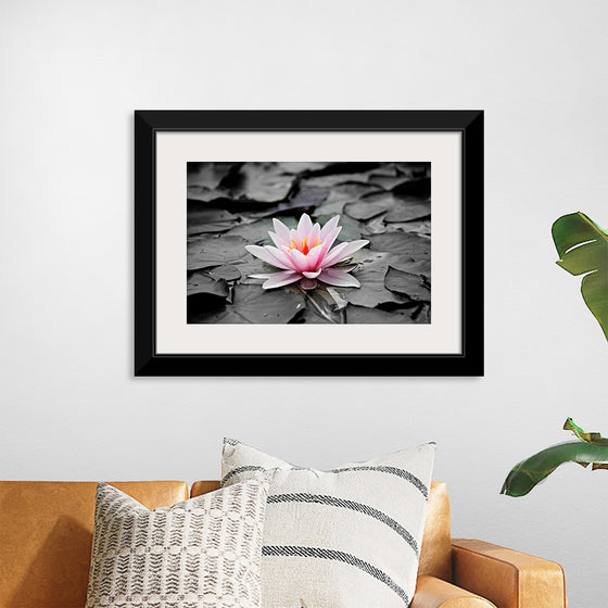 "Pink Water Lily"