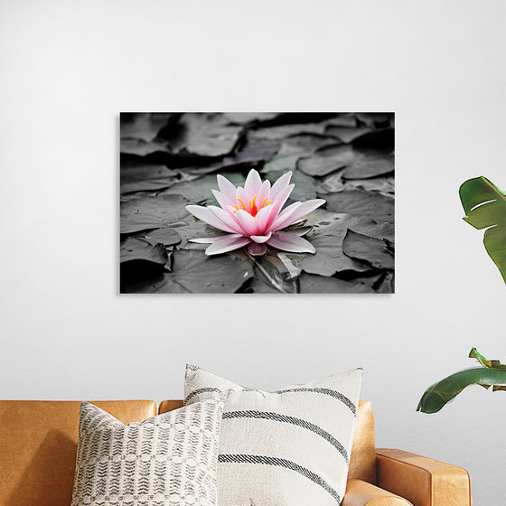 "Pink Water Lily"