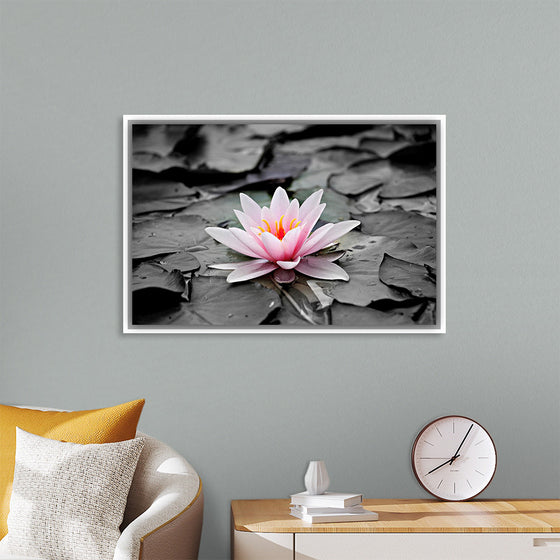 "Pink Water Lily"