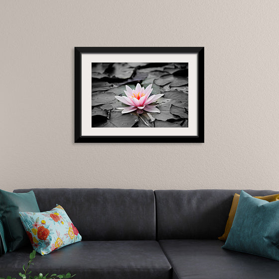 "Pink Water Lily"