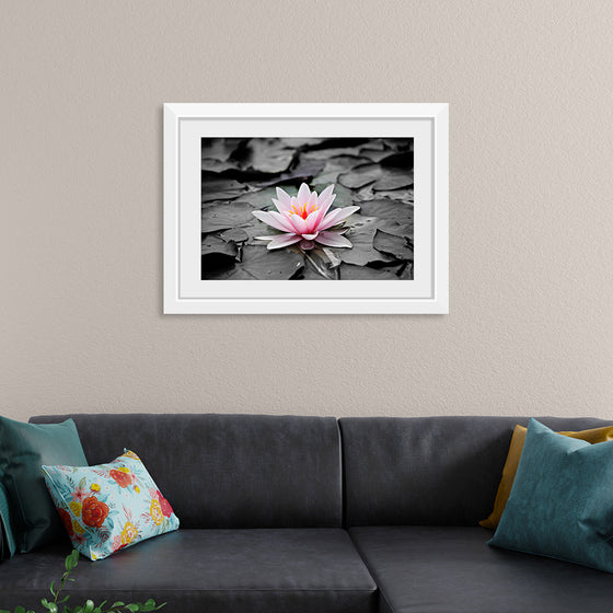 "Pink Water Lily"