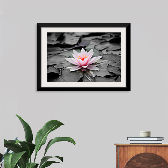 "Pink Water Lily"