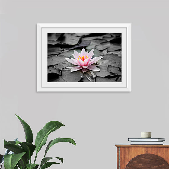 "Pink Water Lily"