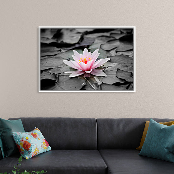 "Pink Water Lily"