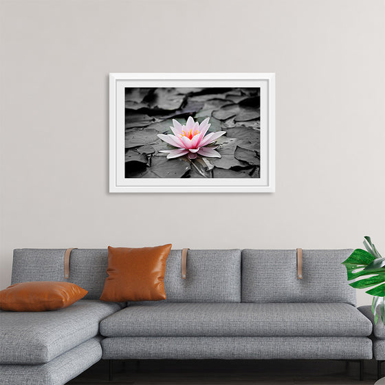 "Pink Water Lily"