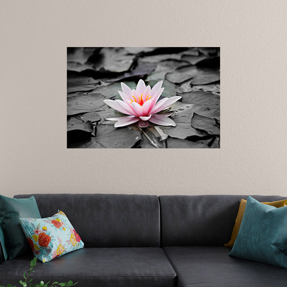 "Pink Water Lily"