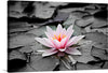 “Pink Water Lily” is a captivating artwork that promises to bring a touch of elegance and tranquility to any space. The image captures a single pink water lily blooming amidst dark green leaves. The water lily is vibrant with soft pink petals that are detailed and delicate. In the center of the flower are bright yellow stamens which stand out against the petals. 