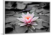 "Pink Water Lily"