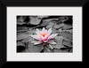 "Pink Water Lily"