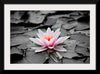 "Pink Water Lily"