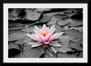 "Pink Water Lily"