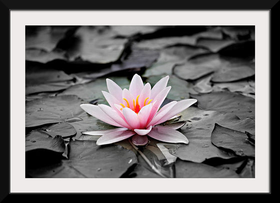 "Pink Water Lily"