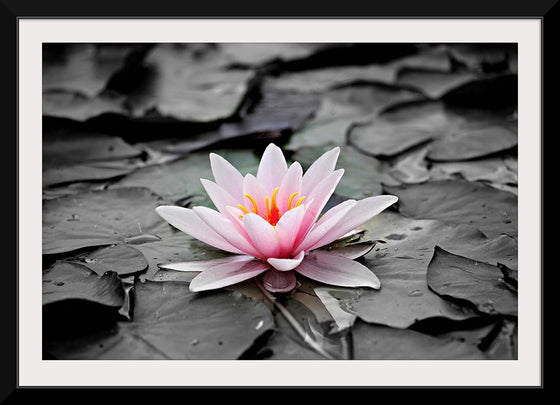 "Pink Water Lily"