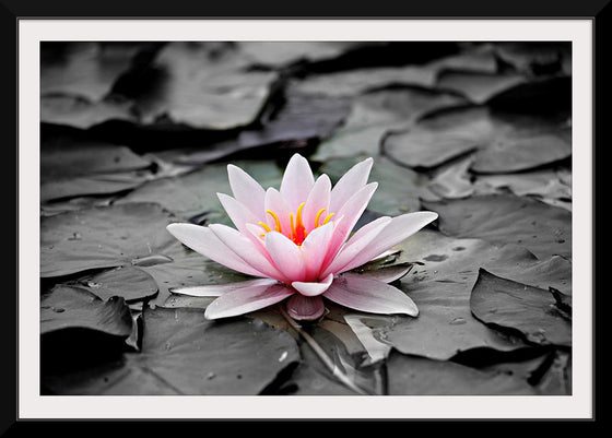 "Pink Water Lily"