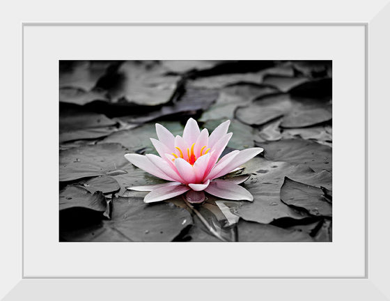 "Pink Water Lily"