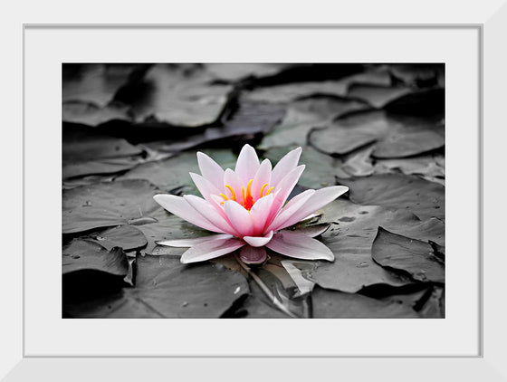 "Pink Water Lily"