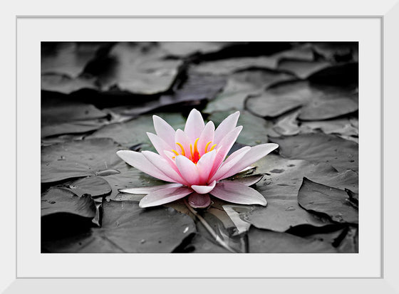 "Pink Water Lily"