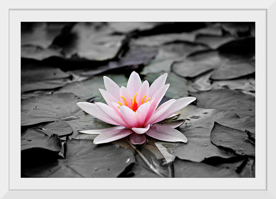 "Pink Water Lily"