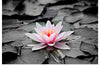 "Pink Water Lily"