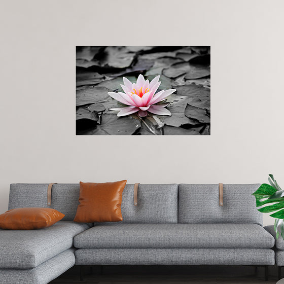 "Pink Water Lily"