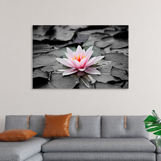 "Pink Water Lily"