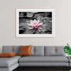 "Pink Water Lily"