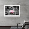 "Pink Water Lily"