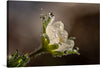 This stunning close-up of a white flower with dew drops is a mesmerizing and evocative image that would bring a touch of nature and beauty to any home or office. The delicate petals of the flower are perfectly captured, and the dew drops glisten like diamonds in the morning light.