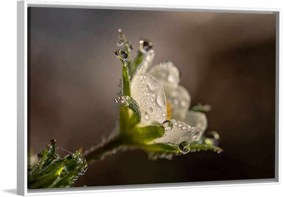 "Dewdrops"