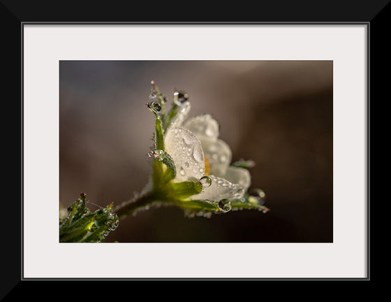 "Dewdrops"