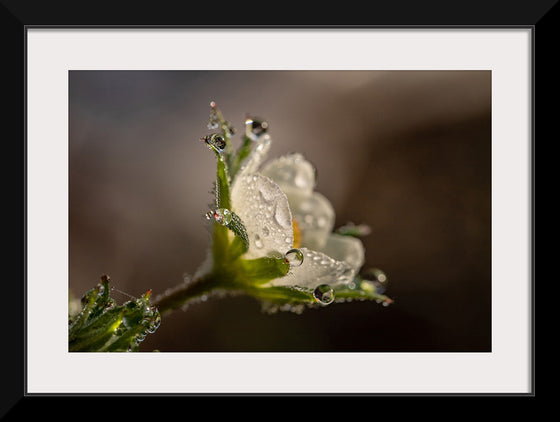 "Dewdrops"