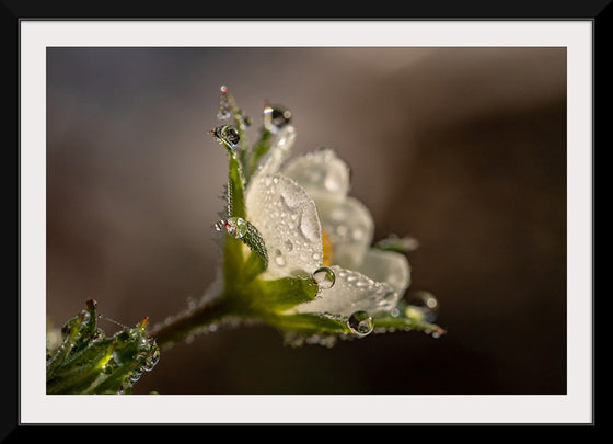 "Dewdrops"