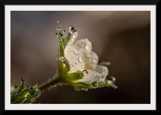 "Dewdrops"