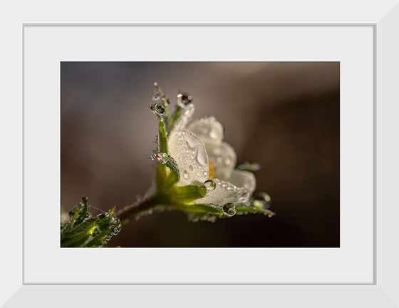 "Dewdrops"