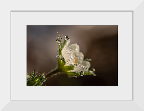 "Dewdrops"