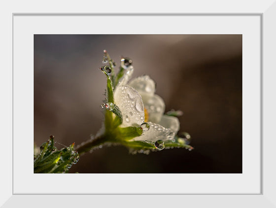 "Dewdrops"