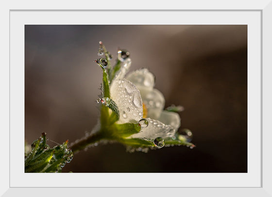 "Dewdrops"