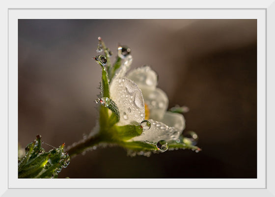 "Dewdrops"