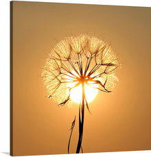  "Dandelion Sun"