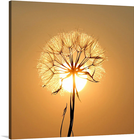 "Dandelion Sun"