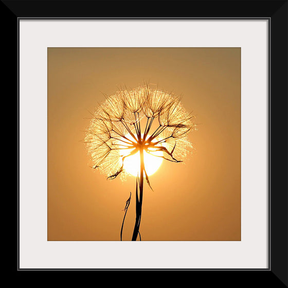 "Dandelion Sun"