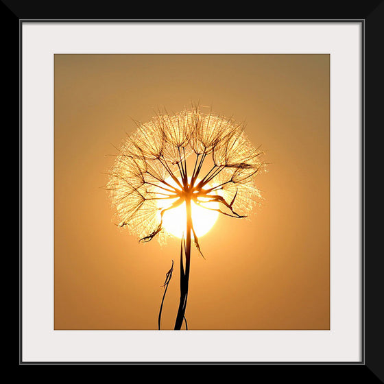 "Dandelion Sun"