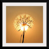 "Dandelion Sun"