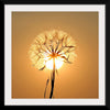 "Dandelion Sun"