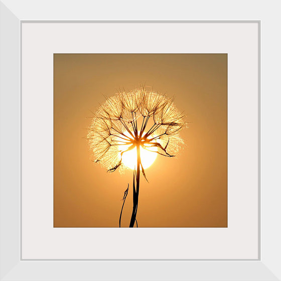 "Dandelion Sun"