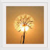 "Dandelion Sun"