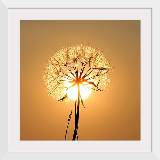 "Dandelion Sun"