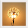 "Dandelion Sun"