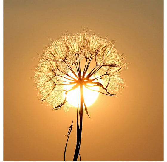 "Dandelion Sun"